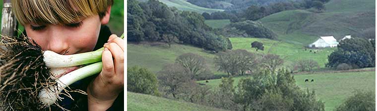 Looking at the Whole: Toward a Social Ecology of Health